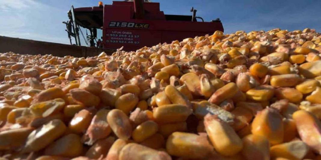 2025’in ilk hasadı başladı, kuraklık burayı da vurdu! Verimdeki düşüş, fiyatları da etkiledi 6